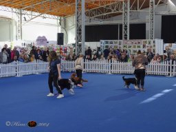 Haustiermesse am 1.03.2026